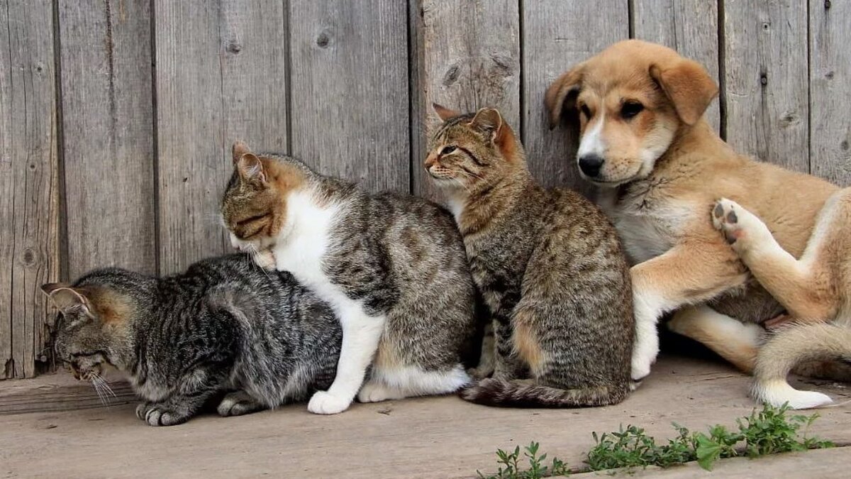 5 котов и 1 собака