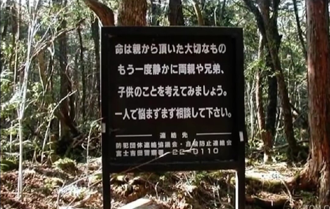 Итак начнем с того, что  в 2016 году был выпущен фильм под названием    " Лес призраков" в котором главная героиня отправляется на поиски своей пропавшей сестры в Японию.-2