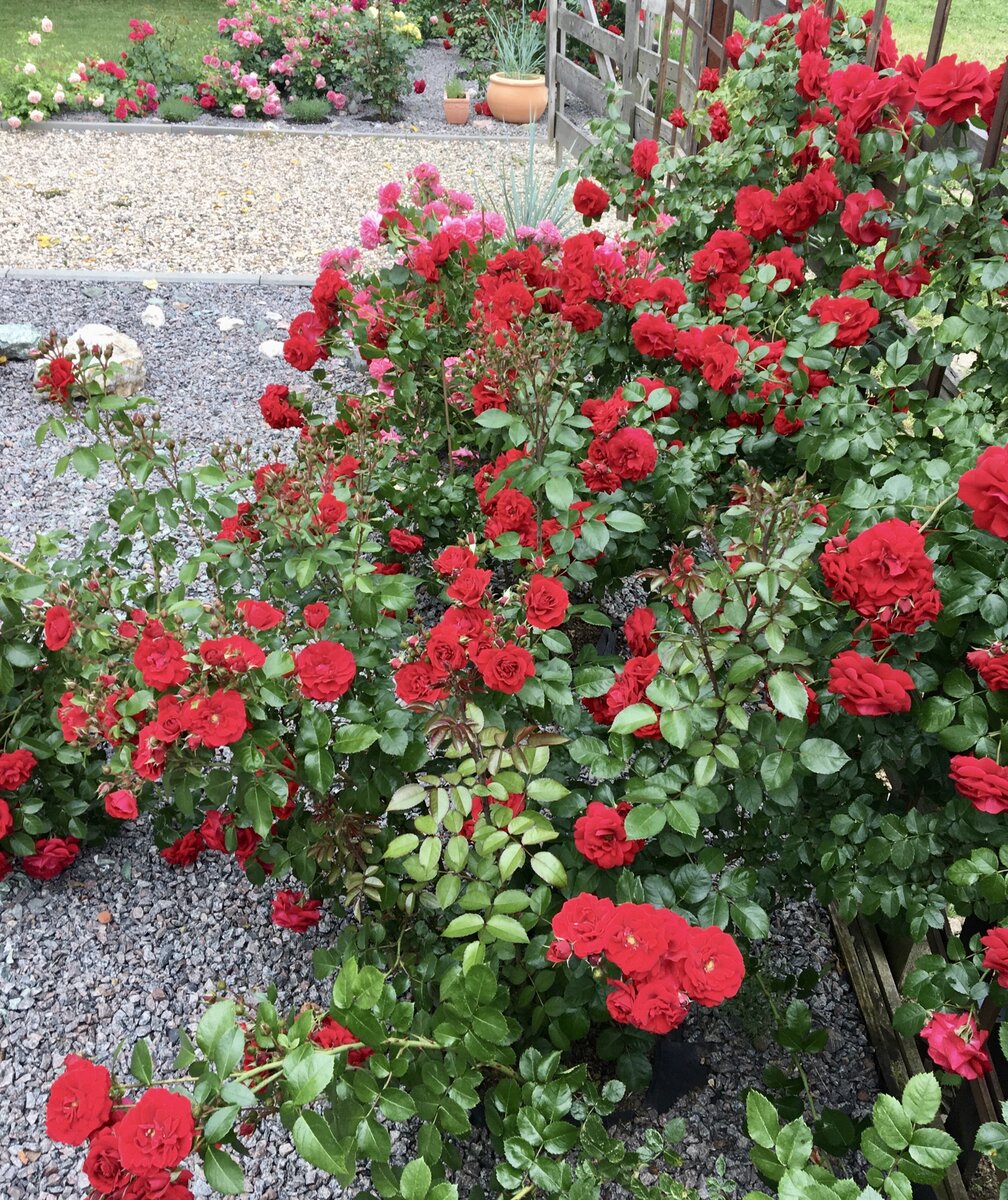 Amadeus (Амадеус) июль 2020г. Посажён в мае 2019г.