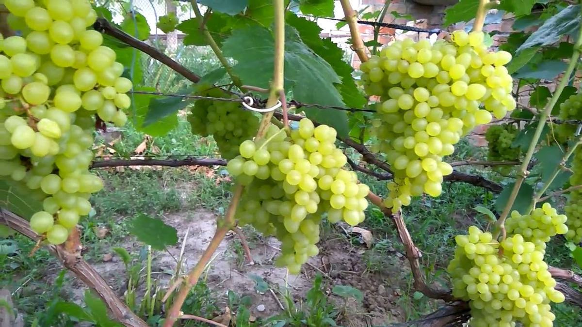 Самый ранний виноград. Виноград кишмиш сверхранний. Сверхранний бессемянный. Бессемянный виноград. Сорт винограда рубиновый юбилей.