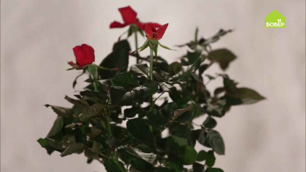 Как сохранить комнатную розу зимой. Как сохранить комнатную розу зимой