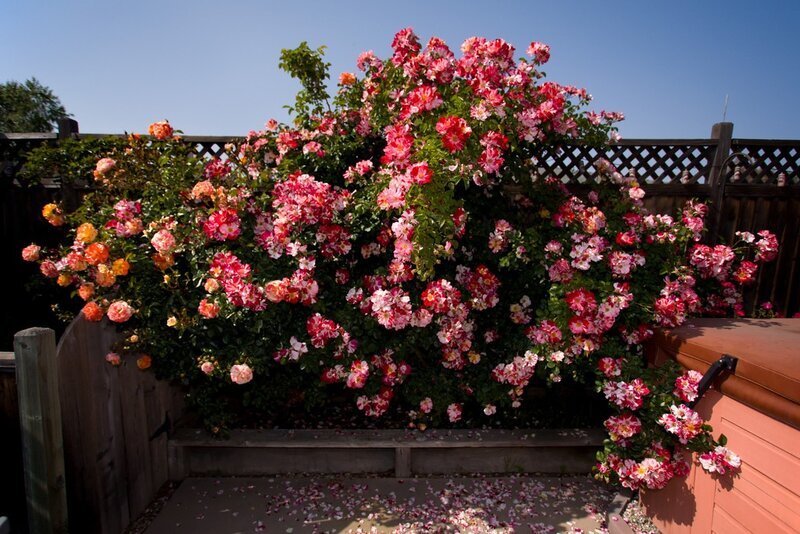 Благоухающая красота