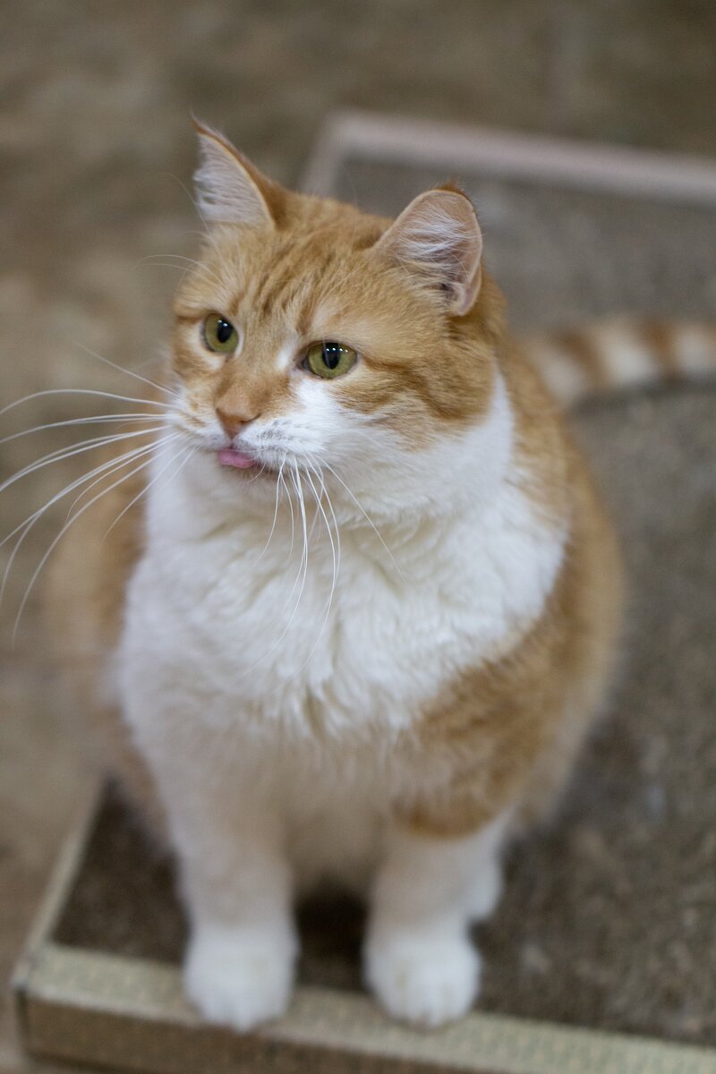 Голди, девочка