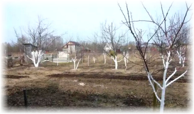 Затягивать процедуру высадки яблони весной не стоит. Необходимо все успеть сделать до момента появления почек. Не стоит рассчитывать, что купленные саженцы буквально сразу примутся. Большую часть своих свойств они утратят. Повлияет на это температура окружающей среды. Необходимо придерживаться правил высадки в разных регионах. В средней полосе, например, лучше начать процедуру в середине апреля. А в северных регионах следует ждать до мая. Чтобы посадка весной прошла удачно – проверьте грунт. Сделать это просто: копните почву при помощи садовой лопаты. Сажайте только в том случае, если штык без проблем и очень мягко входит в землю. При этом проследите за тем, чтобы процесс сокодвижения не начался, а почва не успела отстояться.