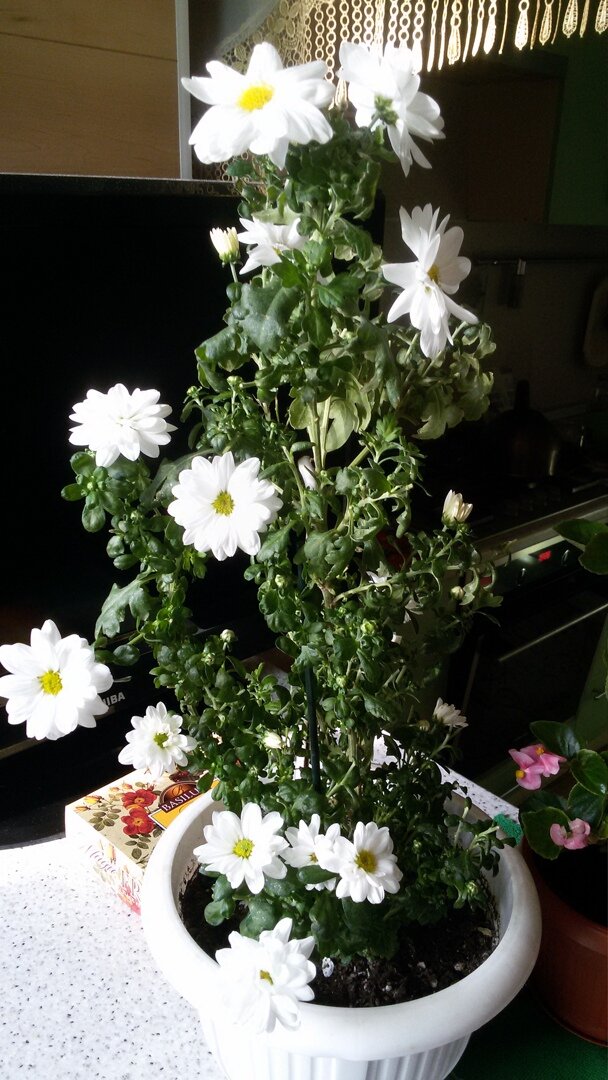 Хризантема белая.