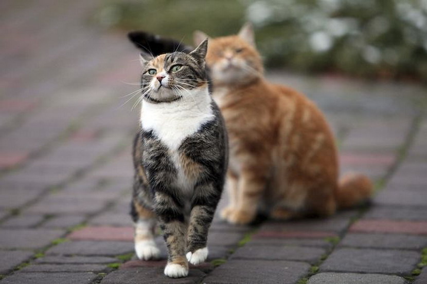 Мартовские котики: подборка чудесных фотографий на тему весны, котов, страсти. Смотри и получай удовольствие!
