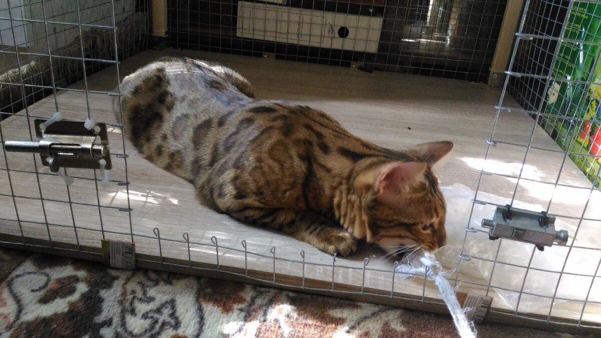 Клетка у нас как игровая зона)))