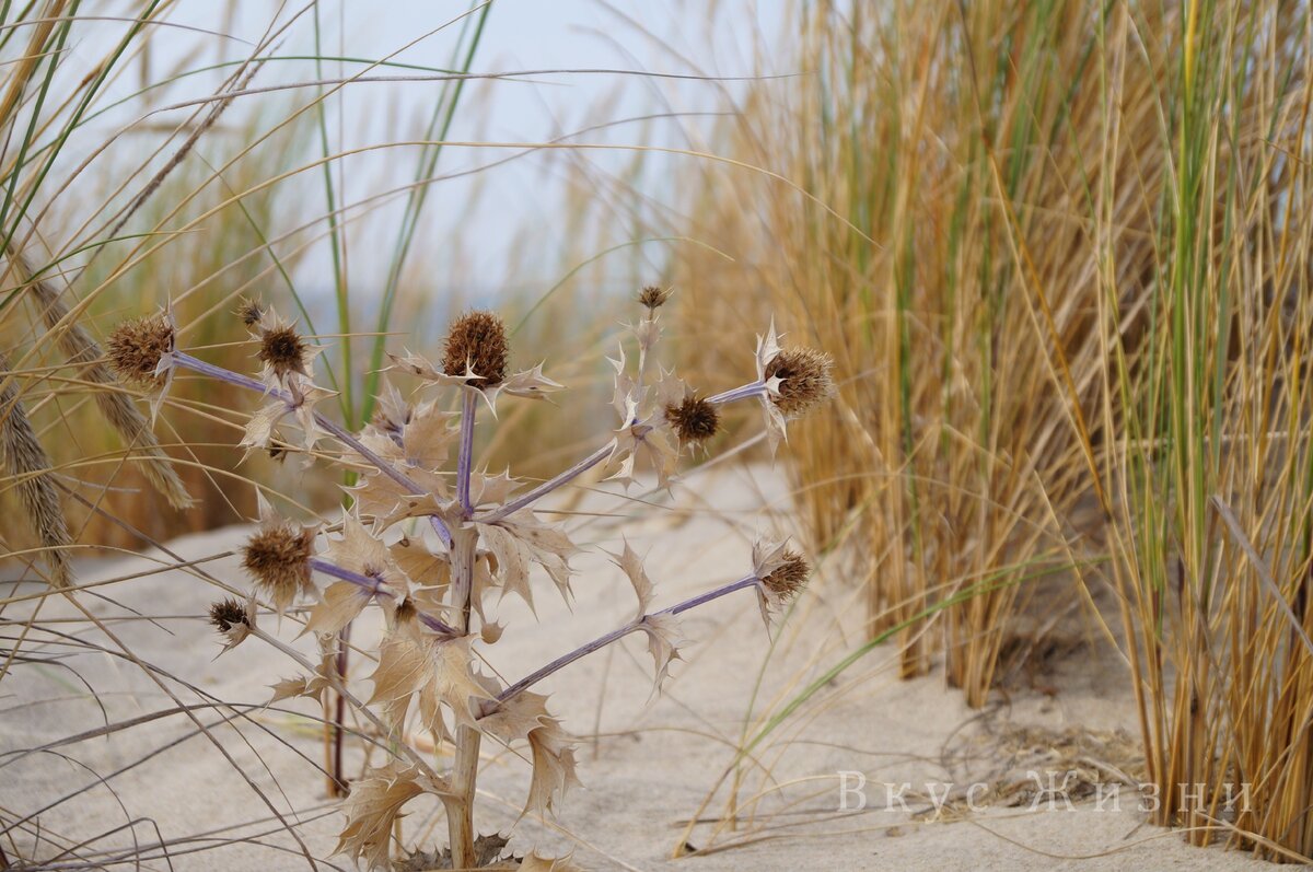 Балтийская коса. Янтарь и поющий песок.