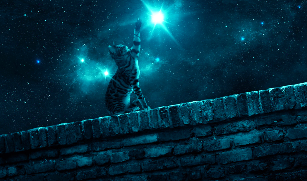 кошачий глаз оснащен куда большим количеством палочек, чем у человека