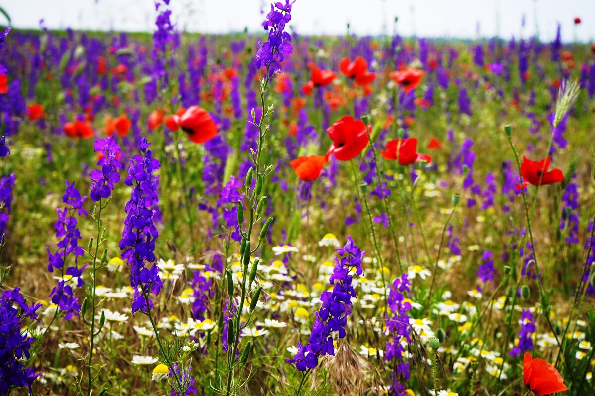 Крым  цветет. Альминская долина.