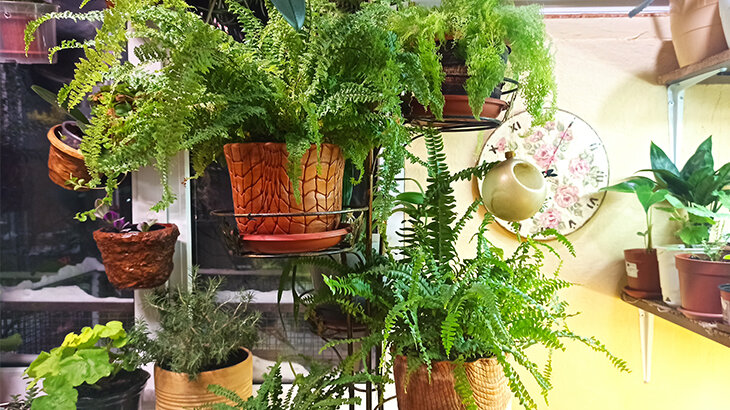 стойка с папоротниками - фото моё