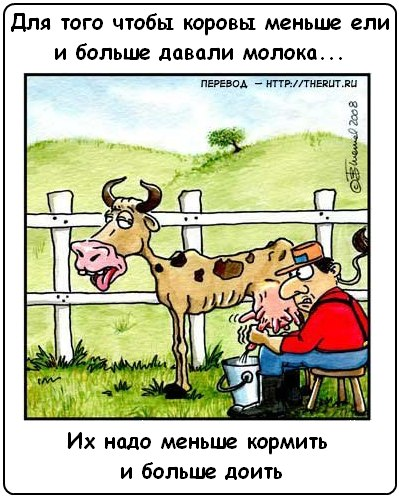 Корова почему картинка