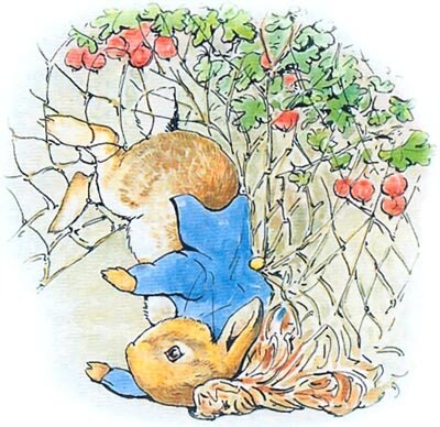 Питер Пуш, нарисованный самой Беатрис Поттер