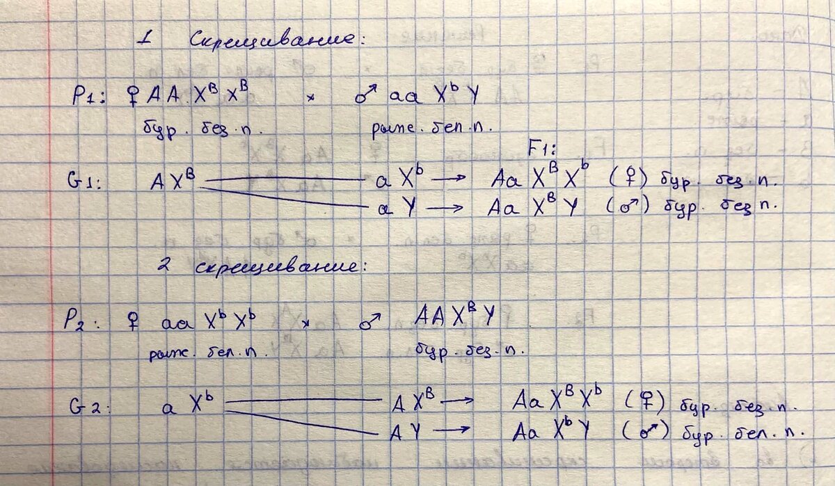 Учимся решать и оформлять задачи по генетике. Реципрокное скрещивание.  Задача 2 | Репетитор-профессионал Богунова В.Г. | Дзен