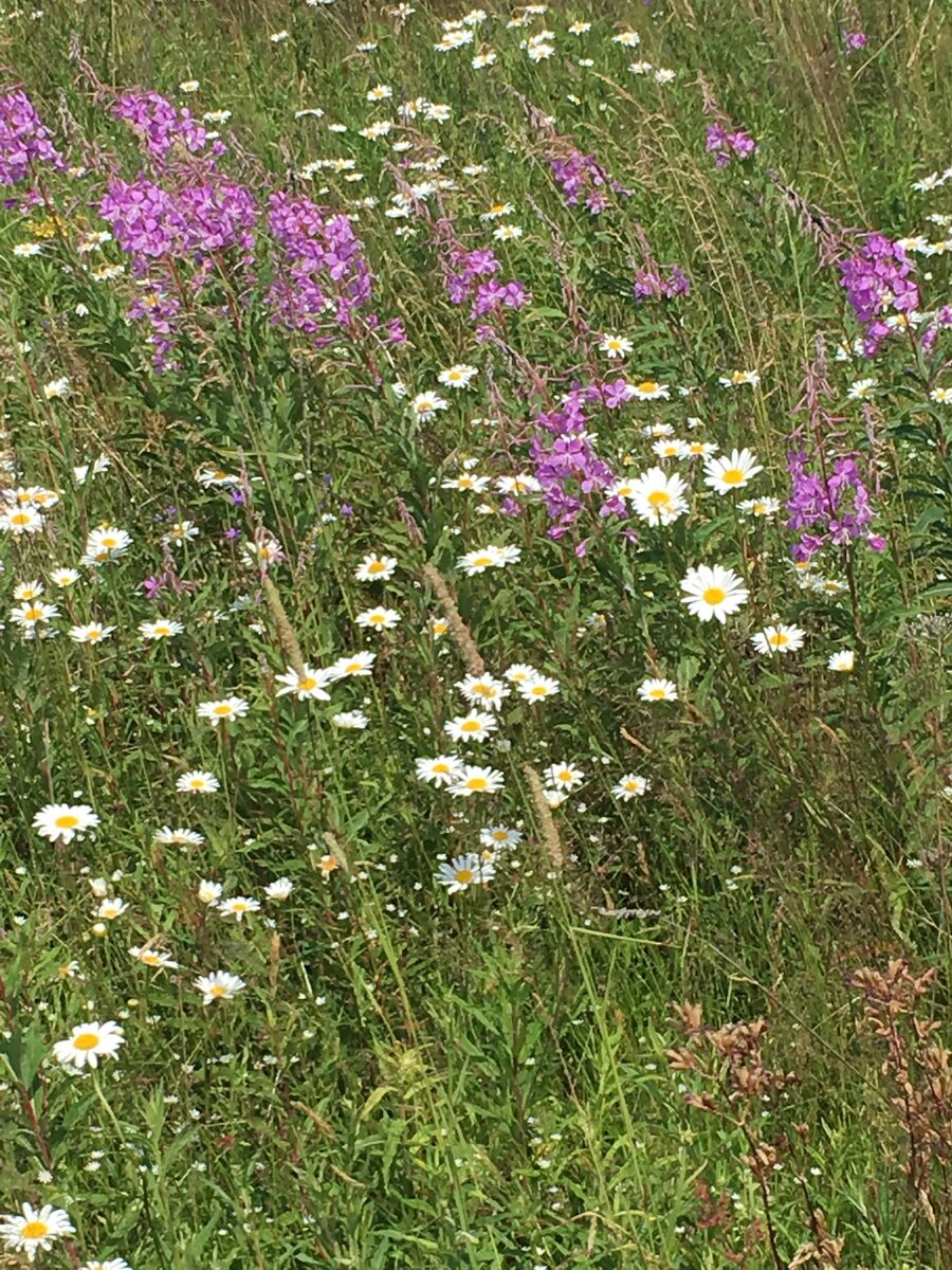 А птички как поют...