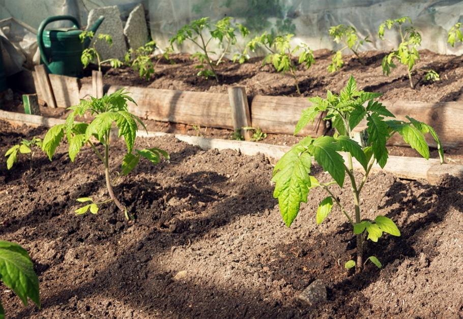 В какой грунт лучше сажать рассаду помидоров. Высаживание рассады томатов. Рассада помидор в теплице. Посадка томатов на рассаду. Посадка рассады томатов в теплицу.