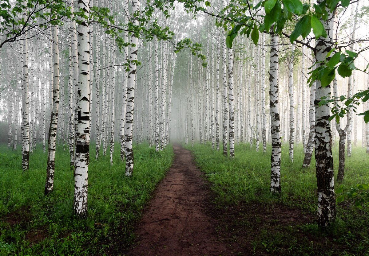 Березовая роща 2023. Краснодар березовая роща роща. Березовая роща 2023. Березовая роща навля. Березовая роща в солнечном свете.