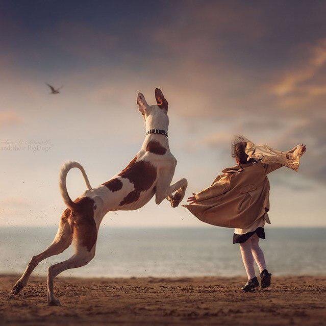 Моя собака породы поденко ибиценко Вейс и девочка Варя