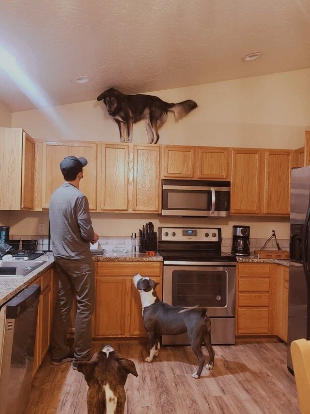 Да, такое с собаками случается