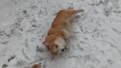 Веселые хвостики