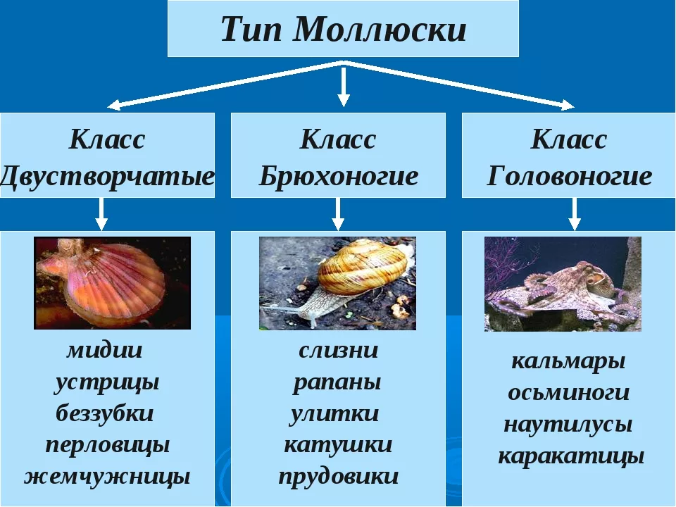 Какую функцию выполняет моллюск. Моллюски брюхоногие двустворчатые представители. Тип моллюски класс брюхоногие и класс двустворчатые моллюски. Тип моллюски класс брюхоногие представители. Строение раковины класс двустворчатые.