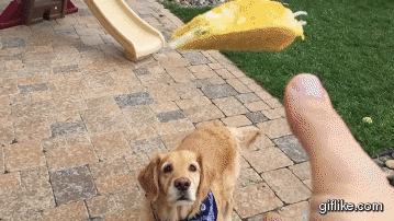 giphy.com
