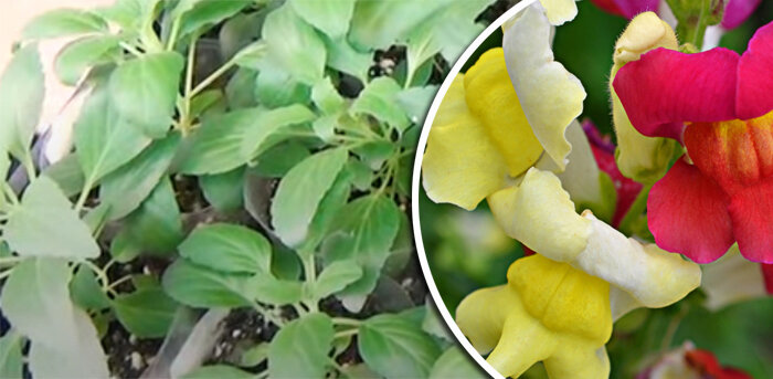 Среди обильного разнообразия изысканных цветов можно выбрать по высоте, цвету и форме.