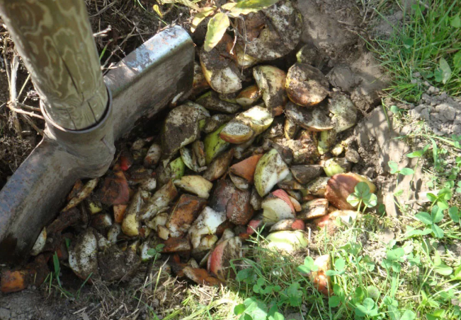 Фотография взята из источника forumdacha.ru