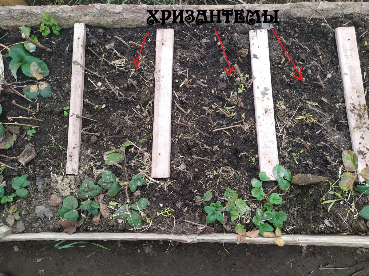 начинают зеленеть хризантемы