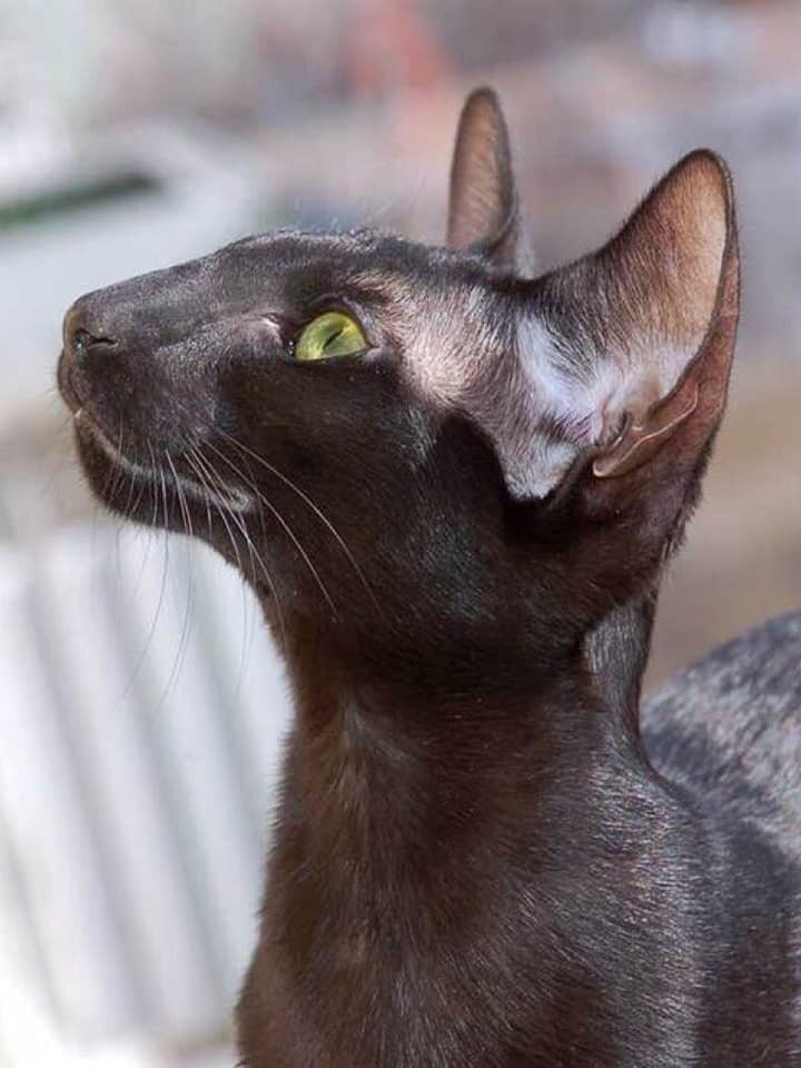 Коты с грузинской мордой порода фото