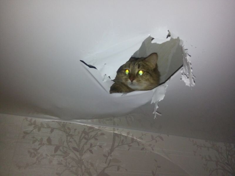 Кот под натяжным потолком