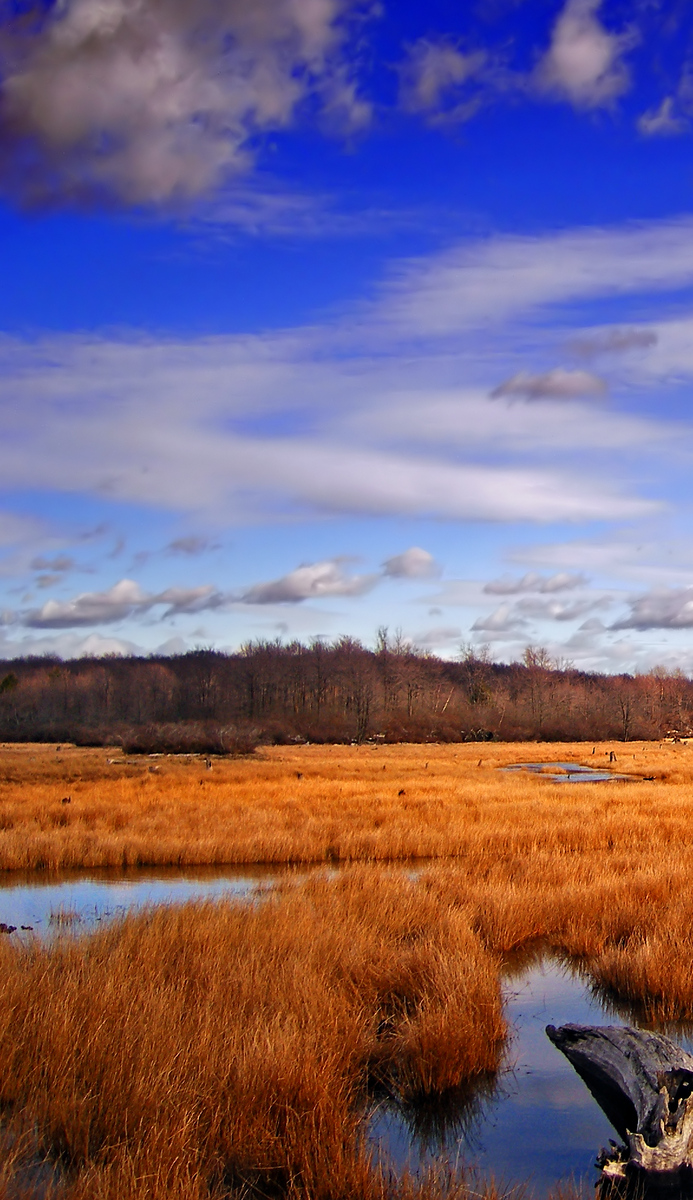 Гороскоп на апрель для знаков зодиака: Лев, Дева, Весы, Скорпион
