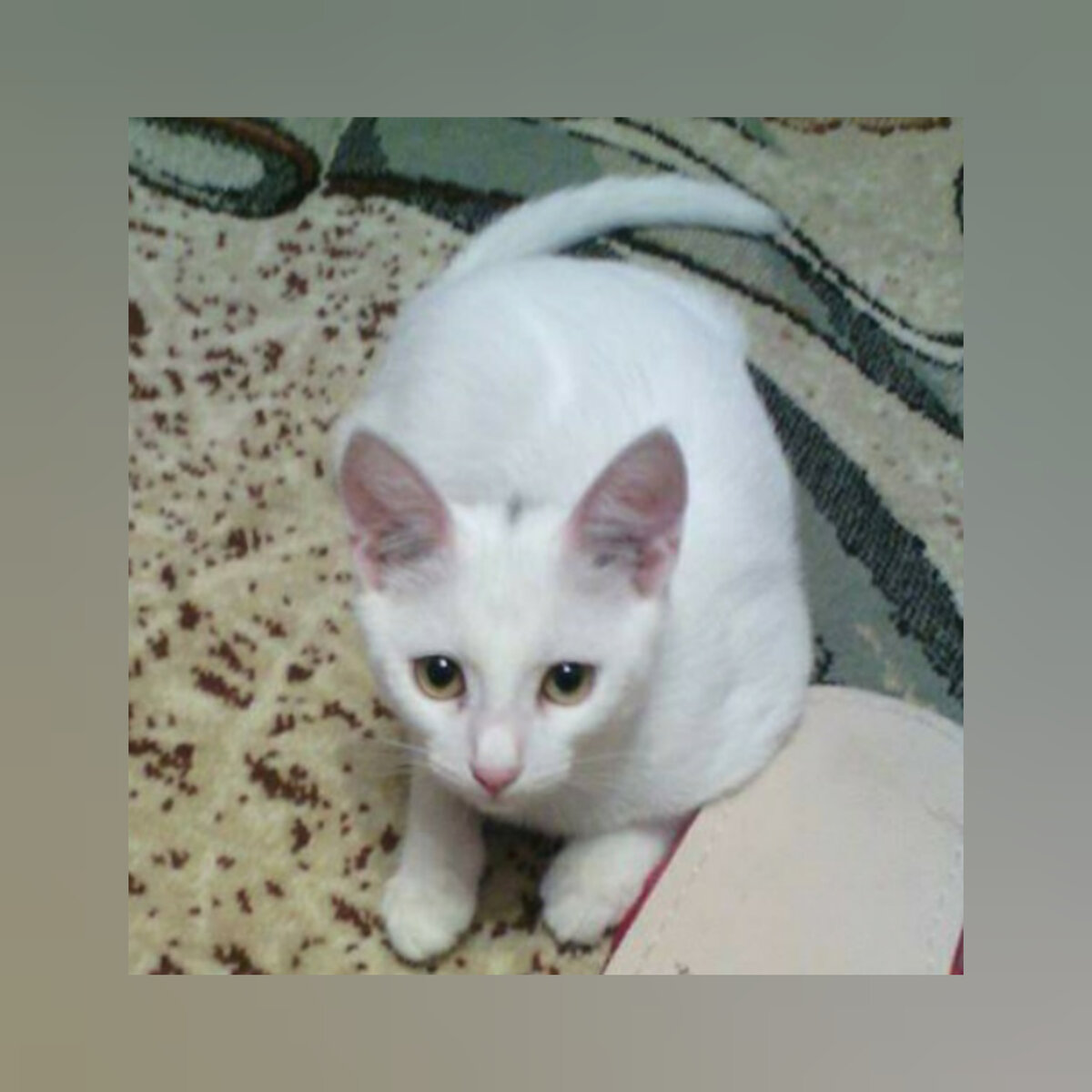 Здесь Снежку около 7 месяцев