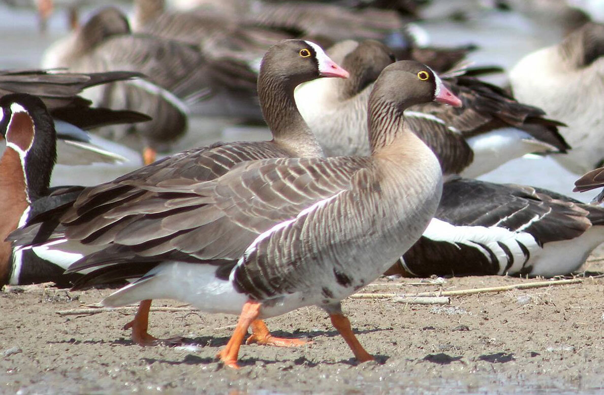 Пискулька - птица семейства утиных