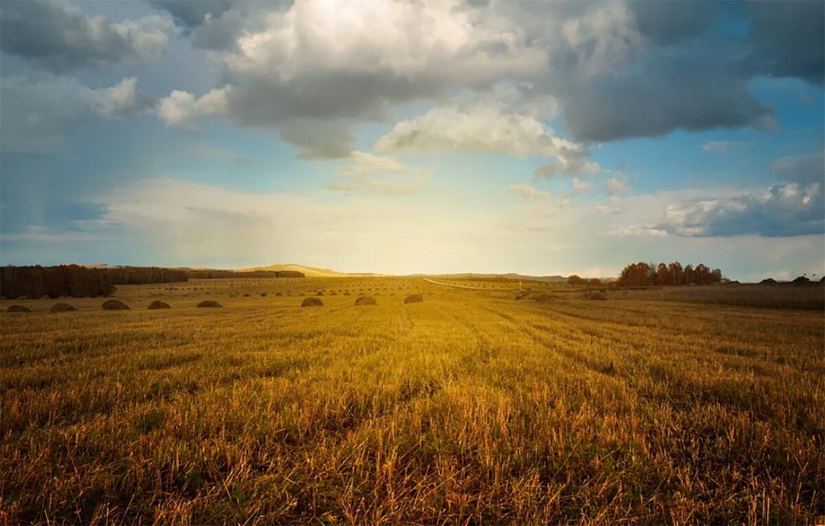 Поле. Лежи и загорай.Фото pixabay.com