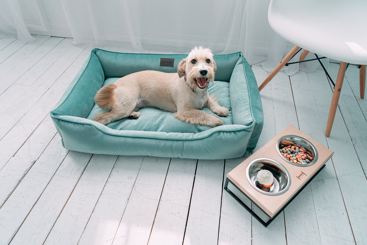 Собака на даче: 5 идей по созданию комфортных условий для вашего питомца