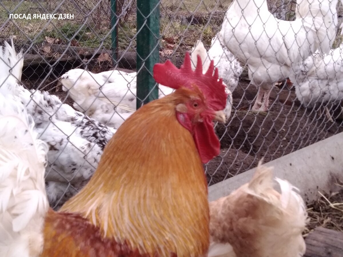 Петька мини-мясной палевый.