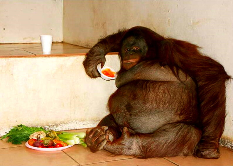 Обратите внимание, обезьяна хоть и питается лишь фруктами явно имеет  лишний вес.