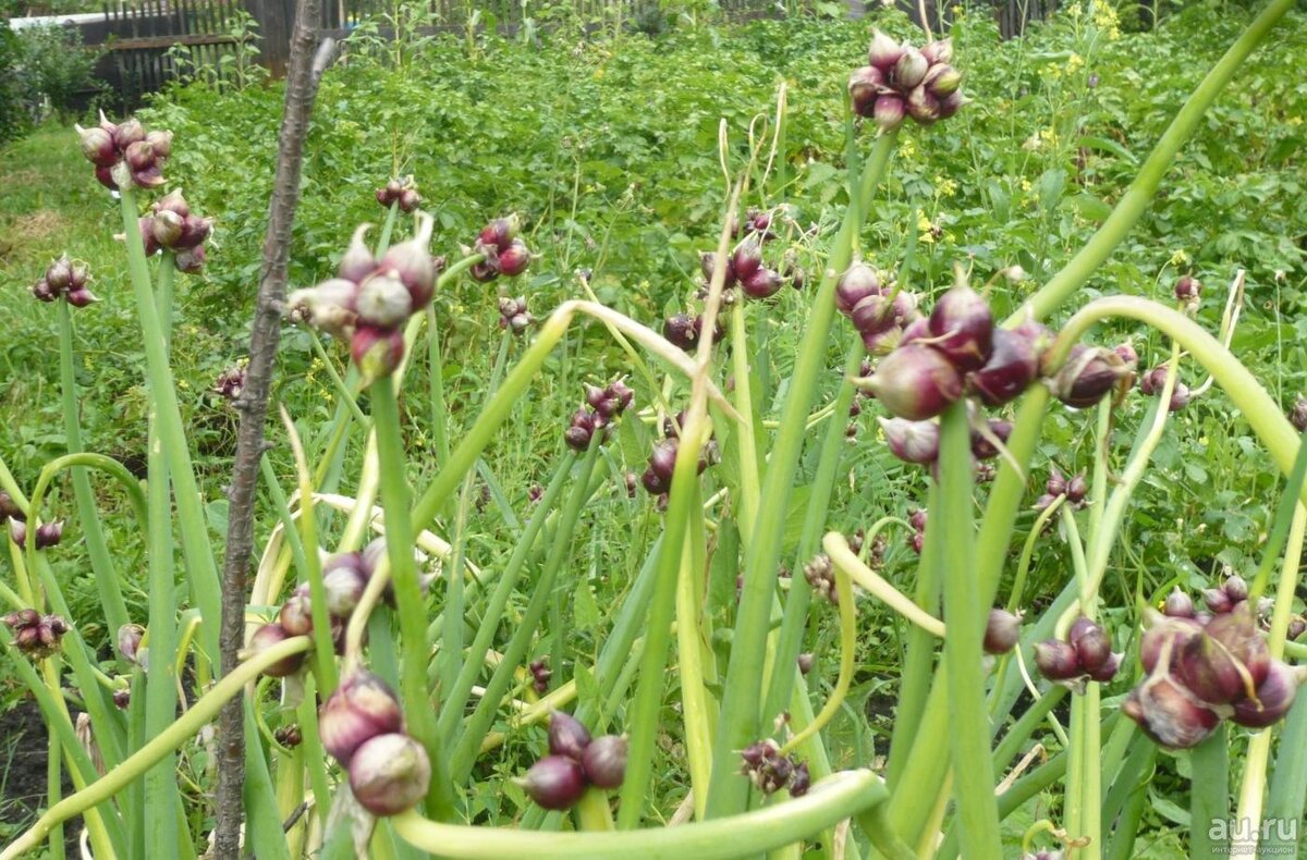 Фото из открытого доступа.