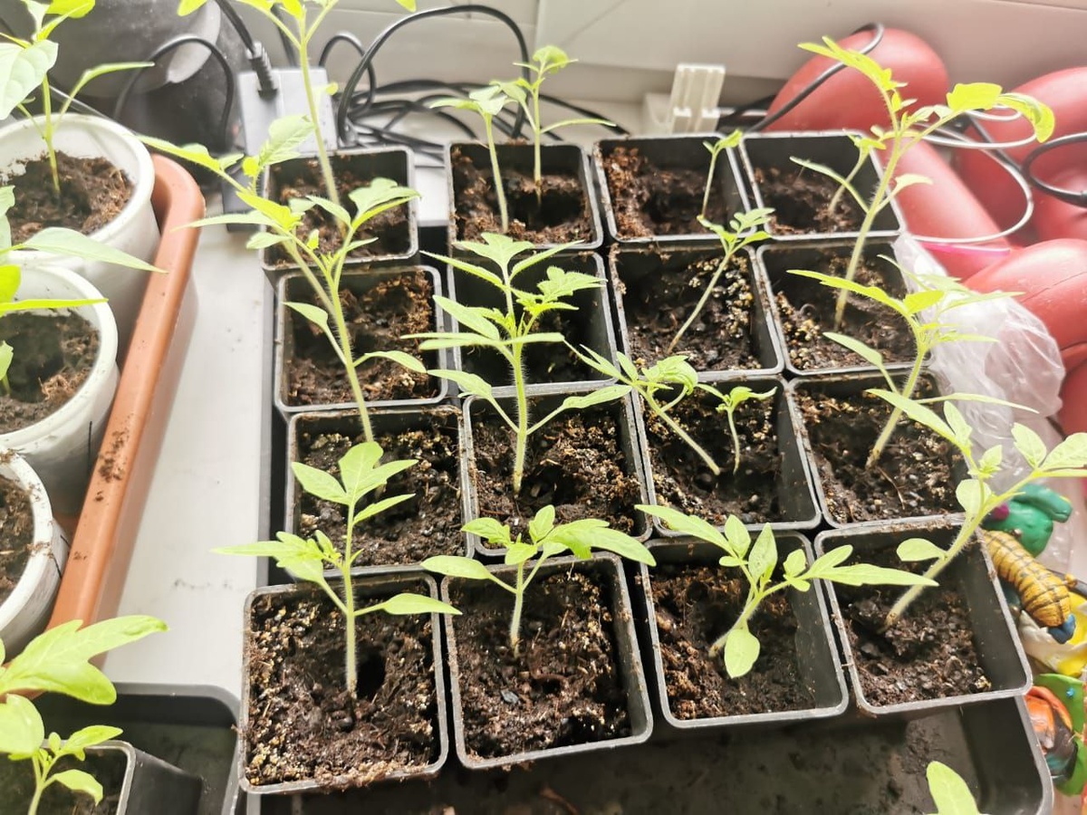 Промежуточная пересадка, назовем ее так