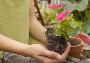 Как правильно посадить и ухаживать за цветком?