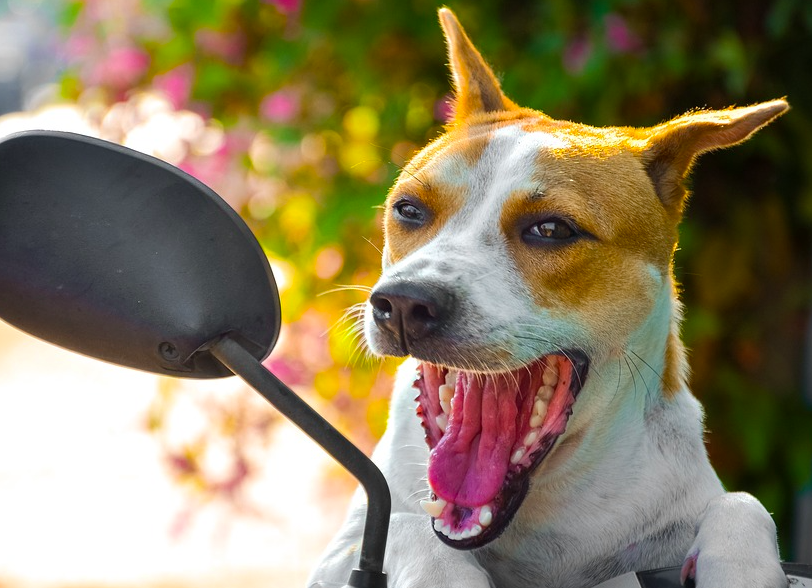 Фото из бесплатного источника Pixabay