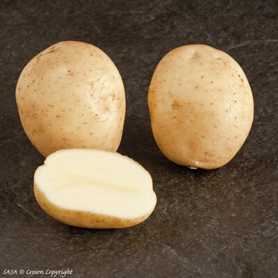 Вам надоело есть старую картошку из погреба весной?Ранний картофель. Лучший сорт для посадки. Советы.