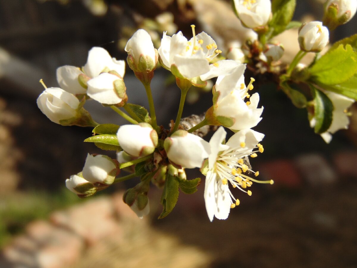 Цветущая алыча.