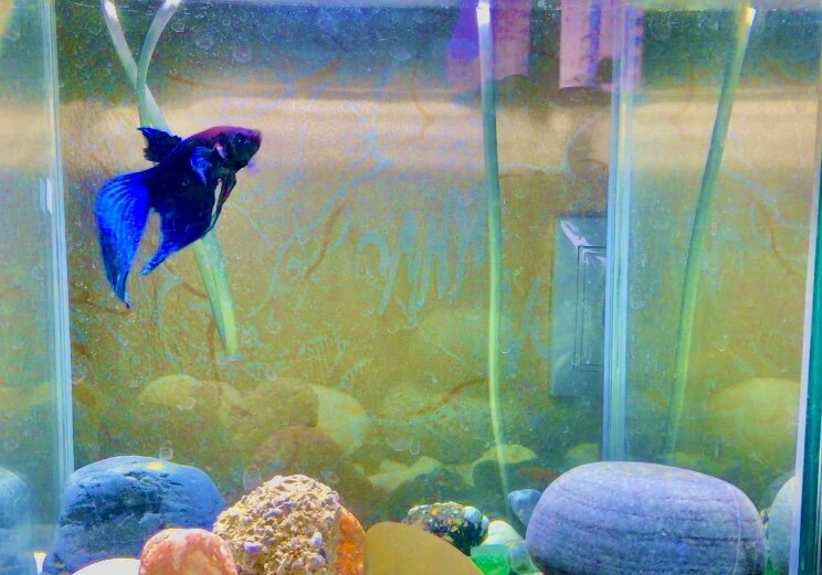 Стареющий Альпер. Седина в бороду, бес в ребро)) 