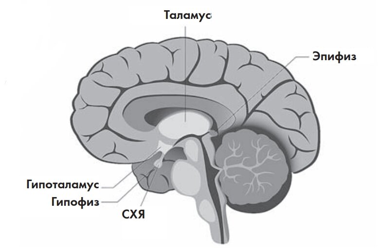 Биологические часы расположены в супрахиазмальном ядре (СХЯ), крошечном скоплении клеток в основании мозга