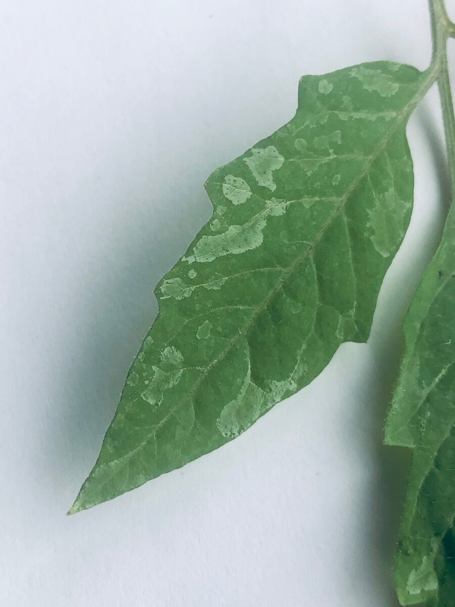 Типичные признаки Pseudomonas syringae 