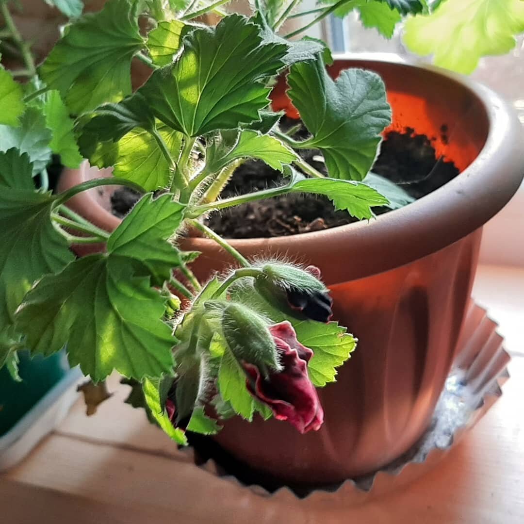 Королевская пеларгония