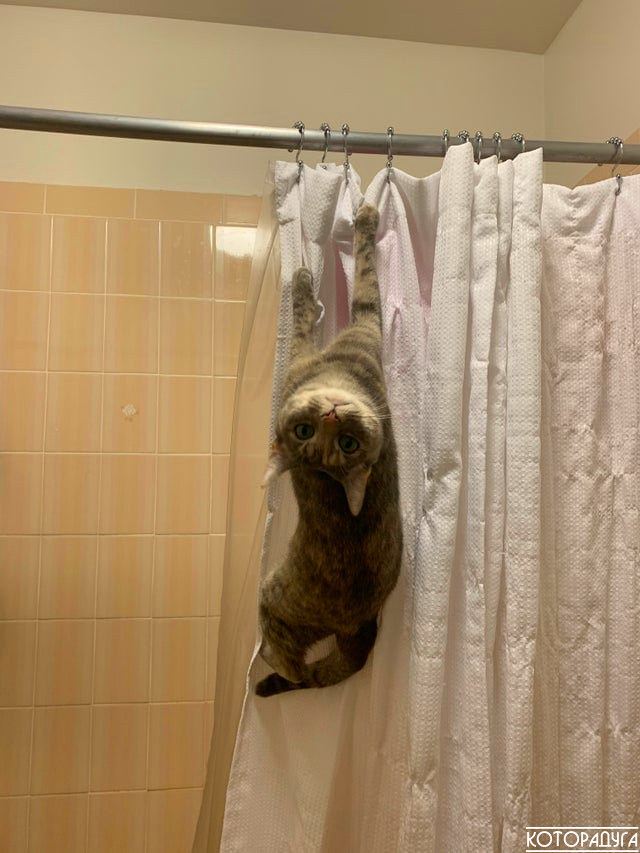 "Коту совершенно не мешает то, что ты чем-то там занят!" Заряжаемся позитивом