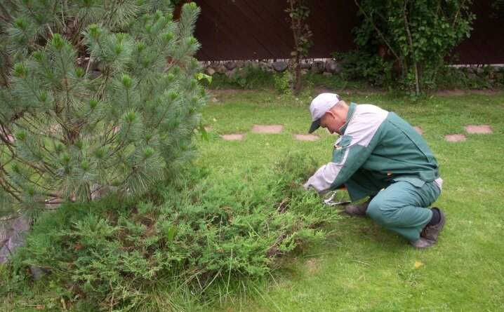 Розы ещё не выросли.